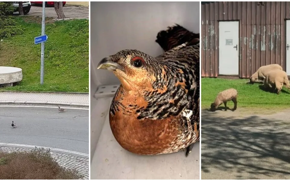 Kačeří rodinka vyrazila do centra města, za ní šla ovce a tetřev