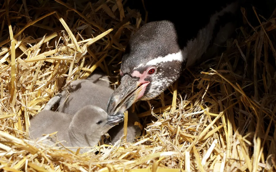 Návštěvníci zoologické zahrady se mohou kochat pohledem na malinké tučňáky