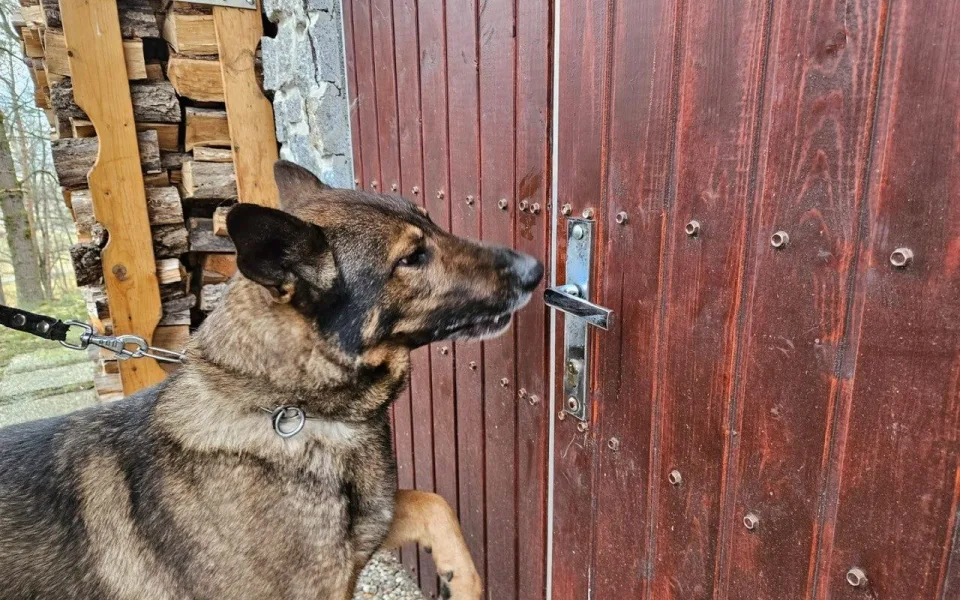 Služebního psa Maca napadlo divoké prase, odhodilo ho do železničního kolejiště