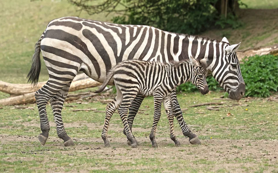 Babyboom v zoologické zahradě, po tučňácích přišla na svět vzácná zebra