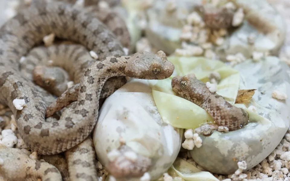 Zoo získala prestižní ocenění, jako první na světě odchovala zmije s pavoukem na ocasu