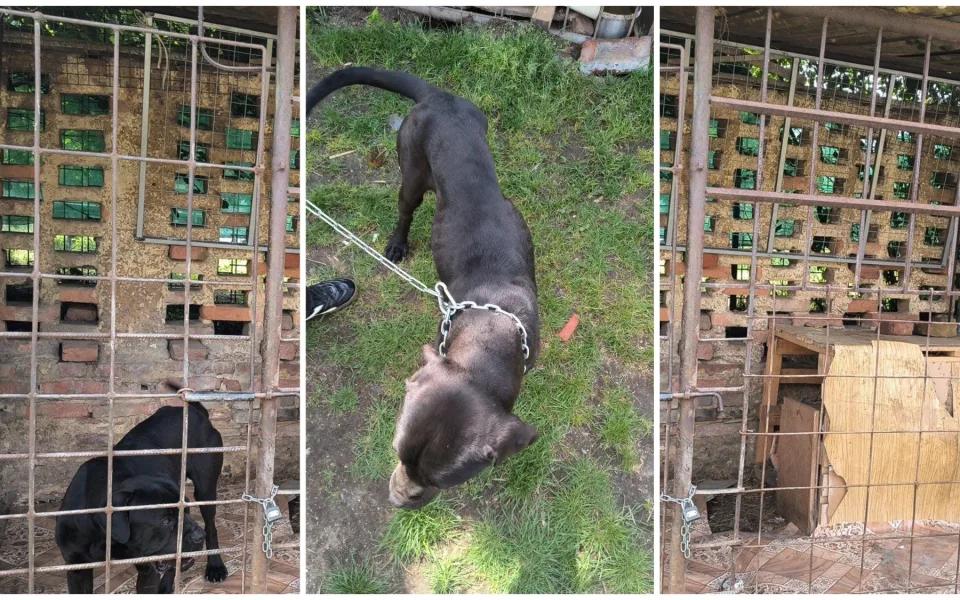 Pohublé štěně živořilo v rozpadajícím se kotci. Veterináři odebrali i další zvířata