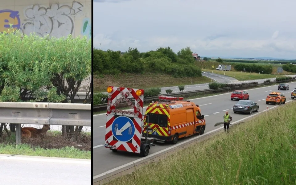 Dramatická záchranná akce na dálnici D5. Zraněného daňka lovili mezi svodidly