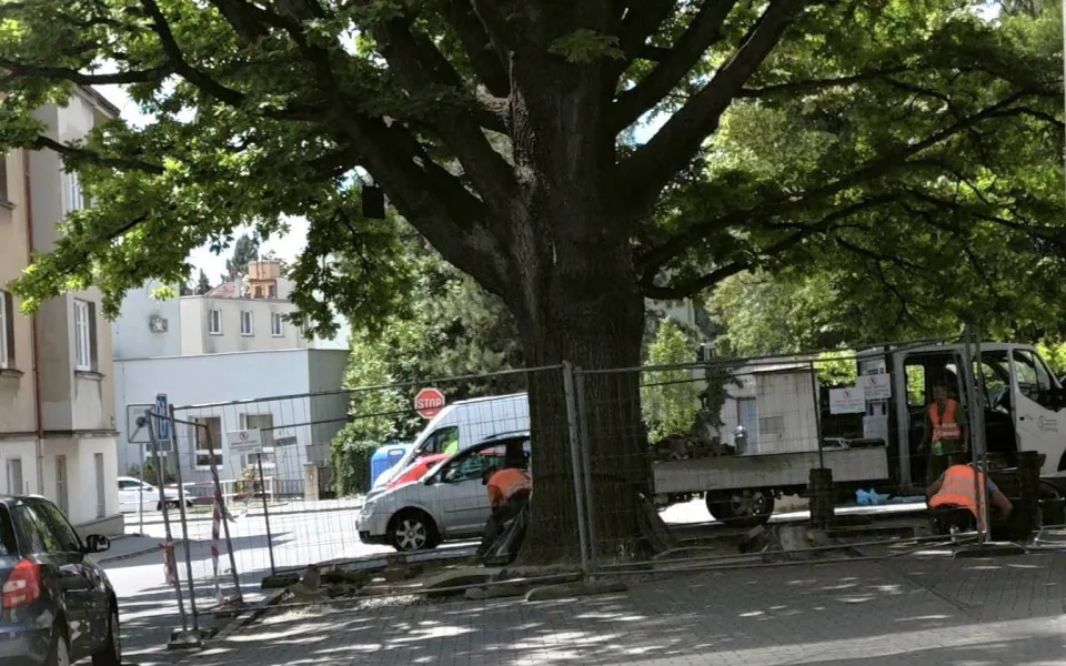 Odborníci se snaží zachránit stoletý památný dub. Konečně, radují se místní