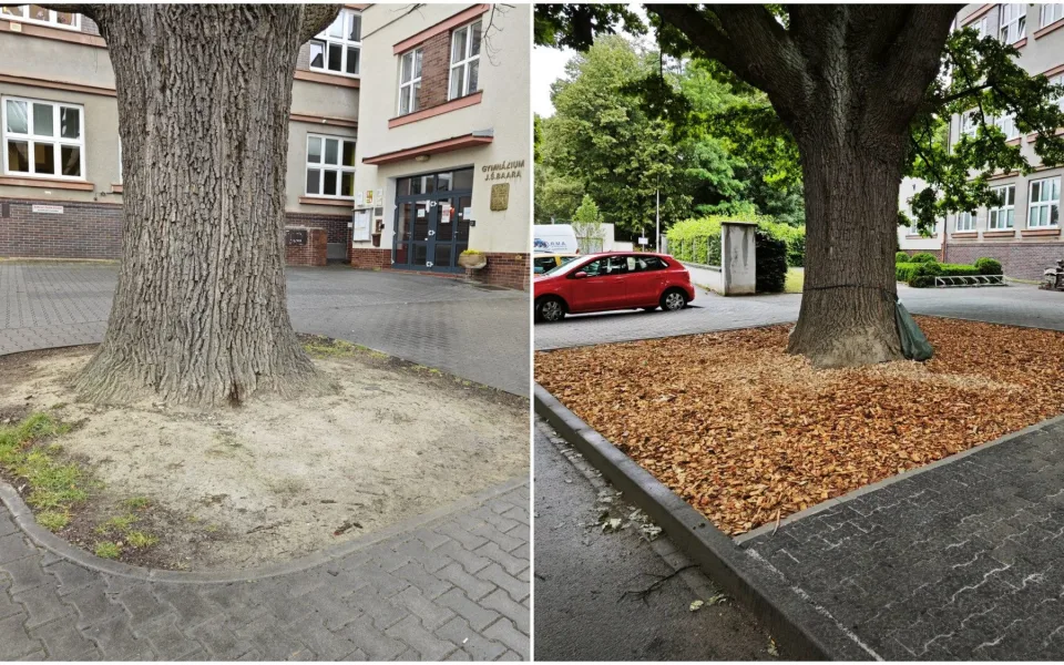Stoletý památný strom získal více prostoru, lépe se k němu dostane voda