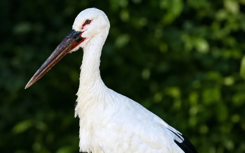 Zoo se pochlubila novinkou, vůbec poprvé chová jednoho z největších čápů na světě