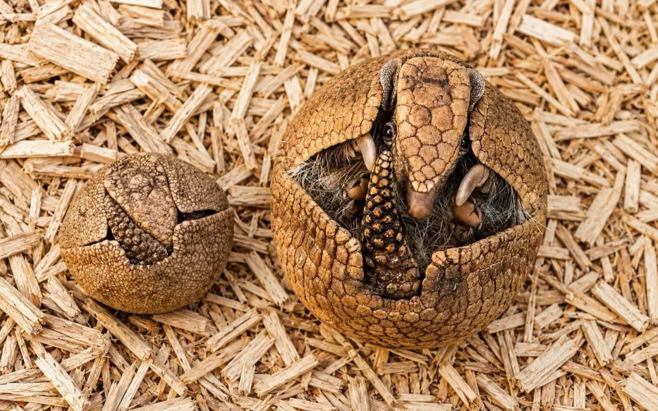 V zoo přišlo na svět mládě pásovce, dokáže se stočit do obrněné koule jako rodiče