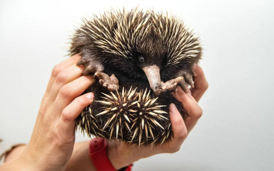 Zoo odchovává podivuhodnou ježuru, příbuznou ptakopyska. Jde o evropský úspěch