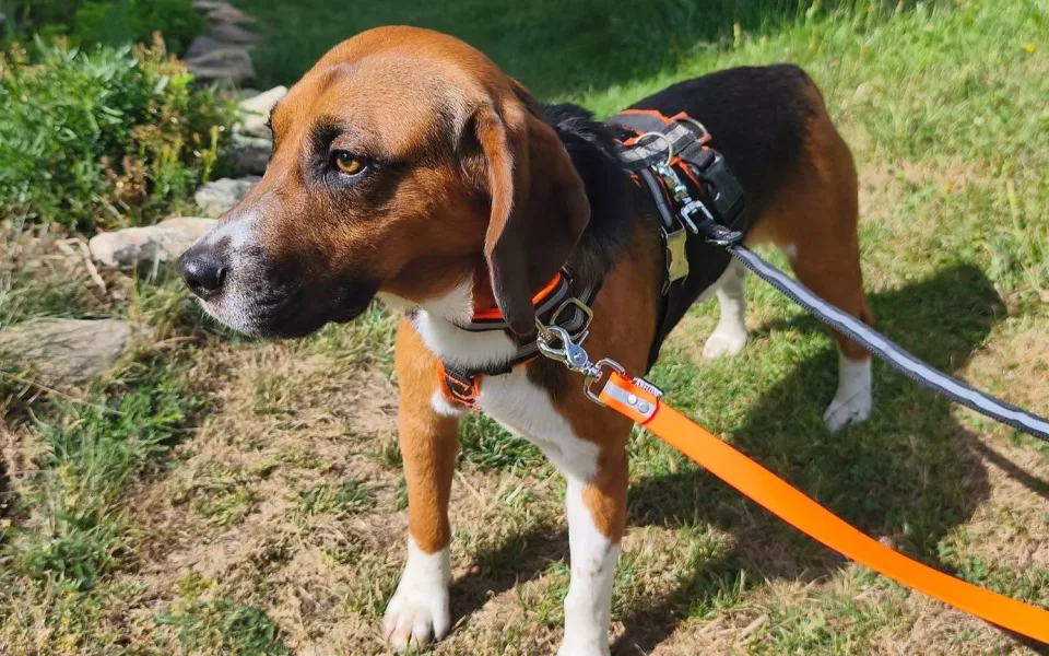 V adopci byl laboratorní bígl pár dní, pak se ztratil. Rozjela se velká pátrací akce