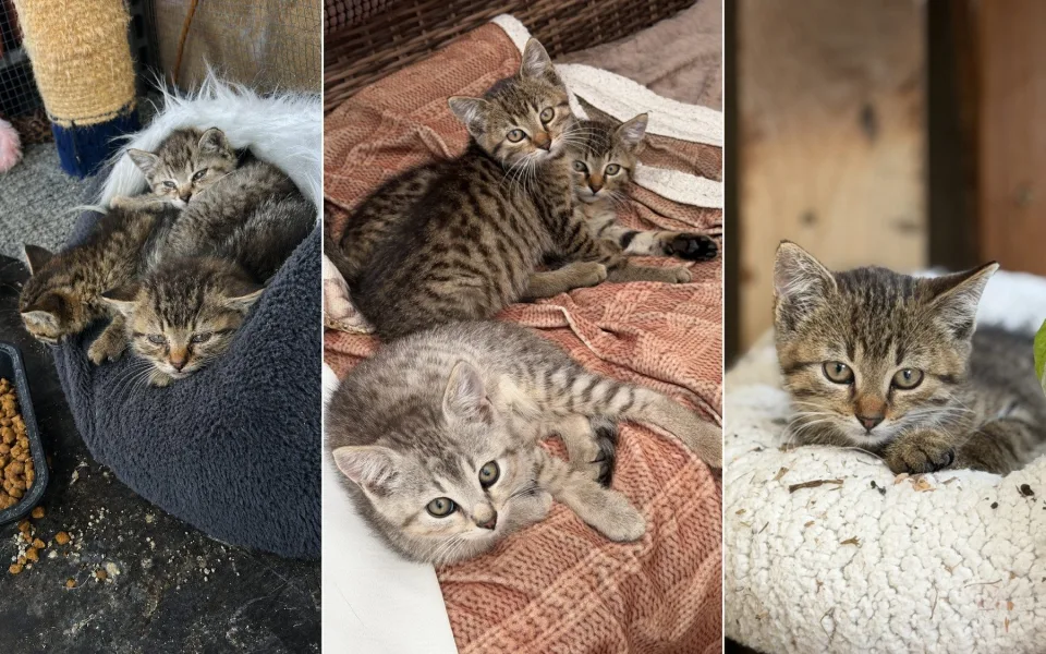 Na první fotografii jsou ještě zubožená koťata krátce po příjezdu k nám domů. Na dalších fotkách už jsou po úspěšné léčbě