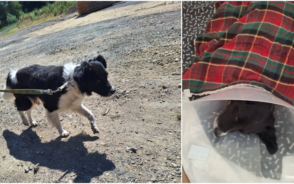 Míša si s páníčkem prožil peklo, veterinární prohlídka odhalila kruté týrání