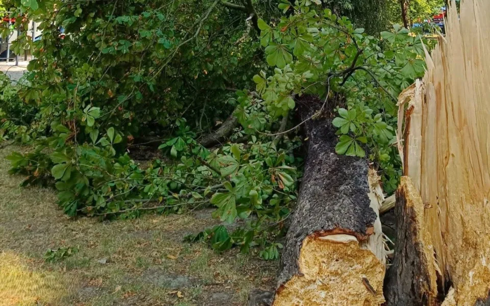 Velký strom se zřítil těsně u dětského hřiště, nedávná kontrola problém neodhalila