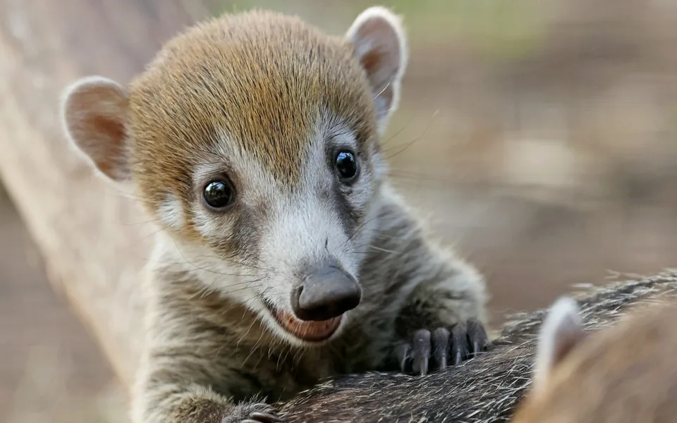 Poprvé v novodobé historii plzeňské zoo se narodila mláďata nosálů bělohubých