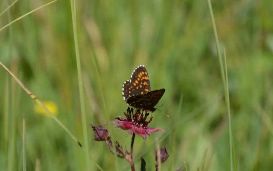 Přírodní památka chrání ohrožené motýly i vzácné orchideje, nově se rozšířila
